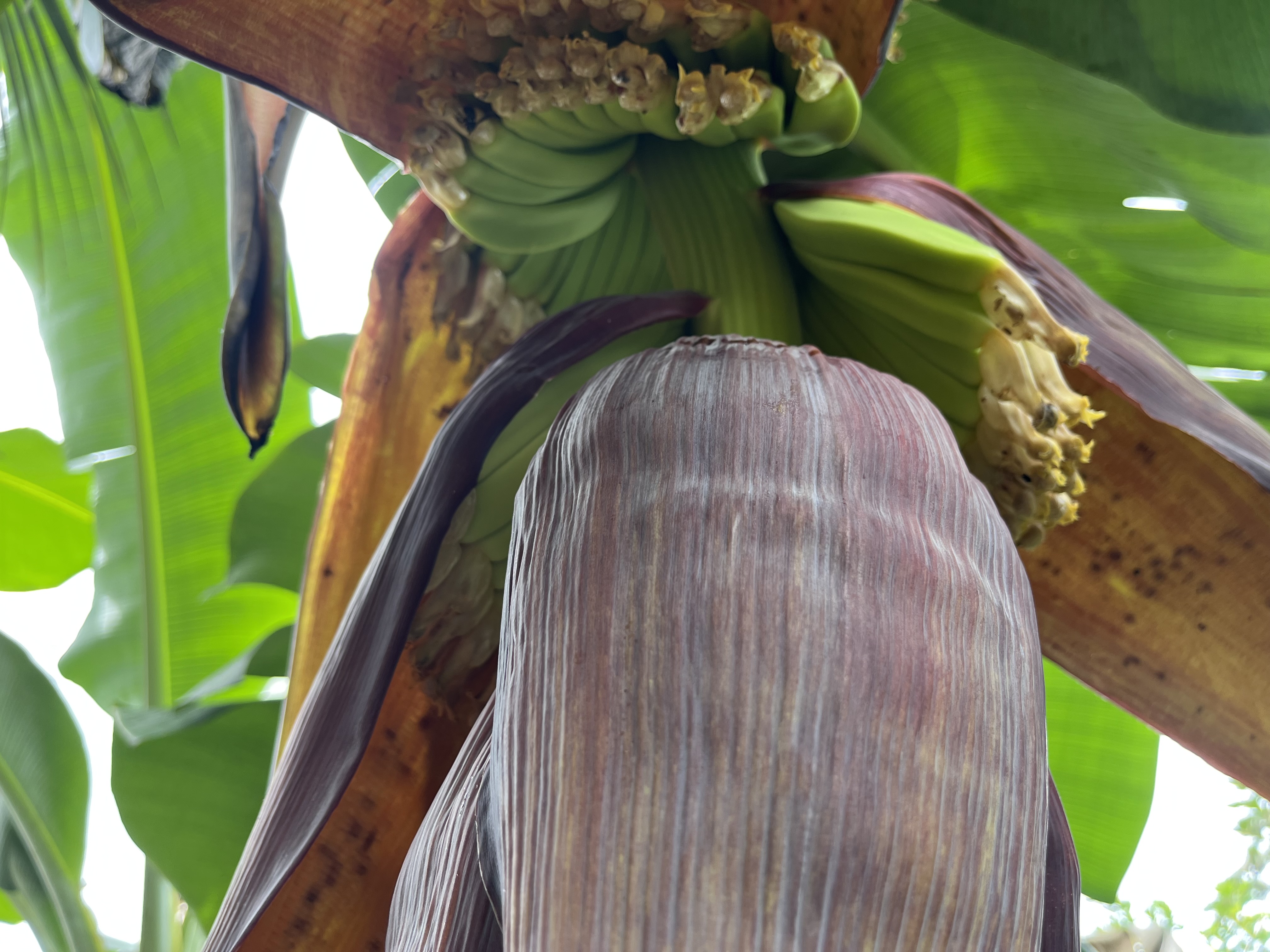 Photo 4 - banans.jpeg